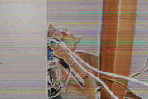 a slightly glitched, poor quality photo of a kitten chewing cables coming out the back of a PC. The image looks a little bit like a very low quality photo of a screen