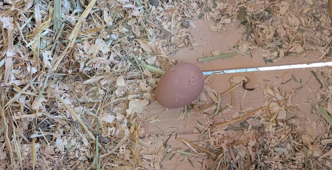 A small, brown and freshly laid egg sits in a wooden nesting box amongst bedding, which has of course been kicked entirely out of the way. The egg is slightly spotted, with a couple of small darker or more red blemishes, but is otherwise fine