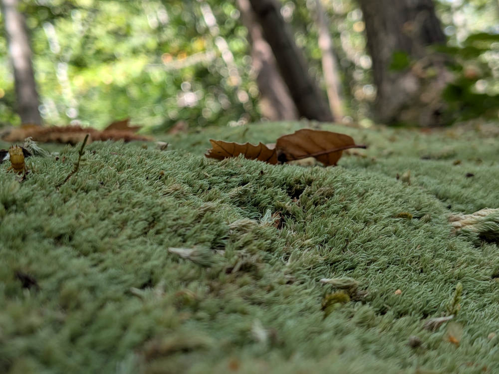 A close-up photo of green moss covering the floor, atop which sits crispy brown leaves and other woodland bits. The depth of field is narrow, resulting in an angled stretch of the moss in focus whilst the immediate foreground close to the camera, and the trees in the background, are out of focus