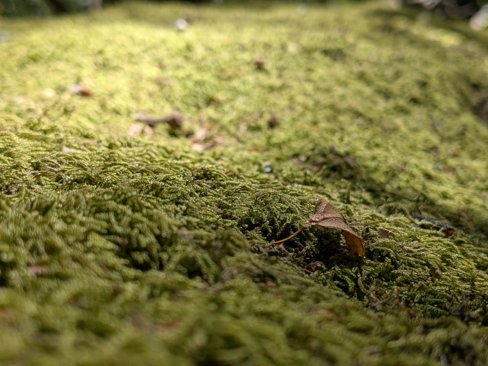 An even closer-up photo of a different type of yellow-green moss covering a fallen tree. It's arguably a macro photograph, though the camera (a phone) has tried to compensate for the zoom and added artificial features to the moss, which sits in dappled light on a log. A brown leaf is in focus, resting lightly atop the mossy jacket.